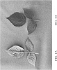 Rubus%20idaeus%20L.%20%27DrisRaspEleven%27