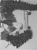 Vitis%20spp.%20%27SV33-122-37%27