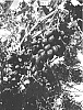 Vitis%20vinifera%20%27SV30-13-10%27
