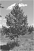 Tilia%20americana%20%27KROMM%27
