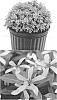 Catharanthus%20roseus%20%27Suncatfe%20291%27