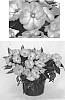 Impatiens%20hawkeri%20%27Doimtamawisa%27