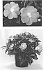 Impatiens%20hawkeri%20%27Doimmalaven%27