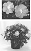 Impatiens%20hawkeri%20%27Doimmalaven%27