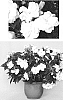Impatiens%20hawkeri%20%27Duewildrwh%27