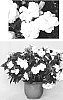 Impatiens%20hawkeri%20%27Duewildrwh%27