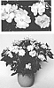 Impatiens%20hawkeri%20%27Duewildrltpi%27