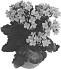 Kalanchoe%20blossfeldiana%20%27Dokallasc%27