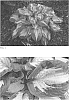 Hosta%20hybrid%20%28Tratt.%29%20%27Etched%20Glass%27