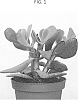 Crassula%20arborescens%20%27AMICRA1701%27