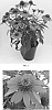 Echinacea%20x%20hybrida%20%27Balsomtresgo%27