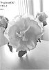 Rosa%20hybrid%20%27Poulren026%27