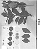 Vaccinium%20hybrid%20%27NS%2014-4%27