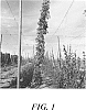 Humulus%20lupulus%20%27HBC%20692%27