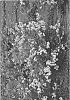 Lagerstroemia%20indica%20%27G2X13377%27