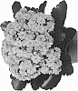 Kalanchoe%20blossfeldiana%20%27Dokalnol%27