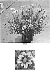 Coreopsis%20hybrid%20%27Golden%20Stardust%27