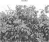 Rubus%20idaeus%20%27PS-08.019-25%27
