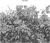 Rubus%20idaeus%20%27PS-08.019-25%27