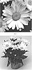 Leucanthemum%20maximum%20%27LEUZ0005%27