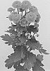 Chrysanthemum%20X%20morifolium%20%27DLFGRA5%27