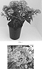 Phlox%20paniculata%20%27Balkapopink%27