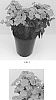 Phlox%20paniculata%20%27Balkapolav%27