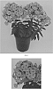 Phlox%20paniculata%20%27Balkapopur%27