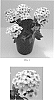 Phlox%20paniculata%20%27Balkapowibi%27