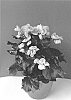 Begonia%20x%20hiemalis%20%27Bkpbeens%27