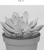 Pachyphytum%20glutinacaule%20x%20Echeveria%20hookeri%20%27TSAECH1702%27