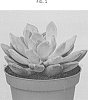 Pachyphytum%20glutinacaule%20x%20Echeveria%20hookeri%20%27TSAECH1702%27