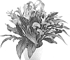 Zantedeschia%20sprengeri%20%27Qatar%27