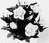 Rosa%20hybrida%20%27KORpot079%27