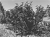 Physocarpus%20opulifolius%20%27UMNHarpell%27