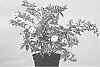 Deutzia%20hybrid%20%27Low%2018%27