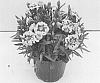 Dianthus%20caryophyllus%20%27KLEDP18090%27
