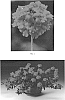 Verbena%20hybrida%20%27VEAZ0052%27