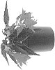 Begonia%20boliviensis%20%27BKPBEWFEP%27