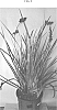 Lepidosperma%20gladiatum%20%27LEP01%27