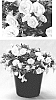 Calibrachoa%20sp.%20%27USCAL51505%27