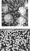 Delosperma%20spp.%20%27Orange%20Crush%27