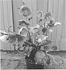 Helleborus%20X%20hybridus%20%27EPB%2024%27