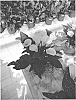 Zantedeschia%20sprengeri%20%27Gold%20Label%27
