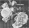 Rosa%20hybrida%20%27KORnagelio%27