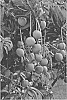 Mangifera%20indica%20L.%20%27NMBP-4069%27