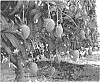Mangifera%20indica%20L.%20%27NMBP-1243%27