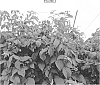Rubus%20idaeus%20%27IMAGINE%27