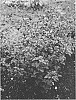 Physocarpus%20opulifolius%20%27N5%27