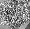 Leucothoe%20axillaris%20%27ReJoyce%27
